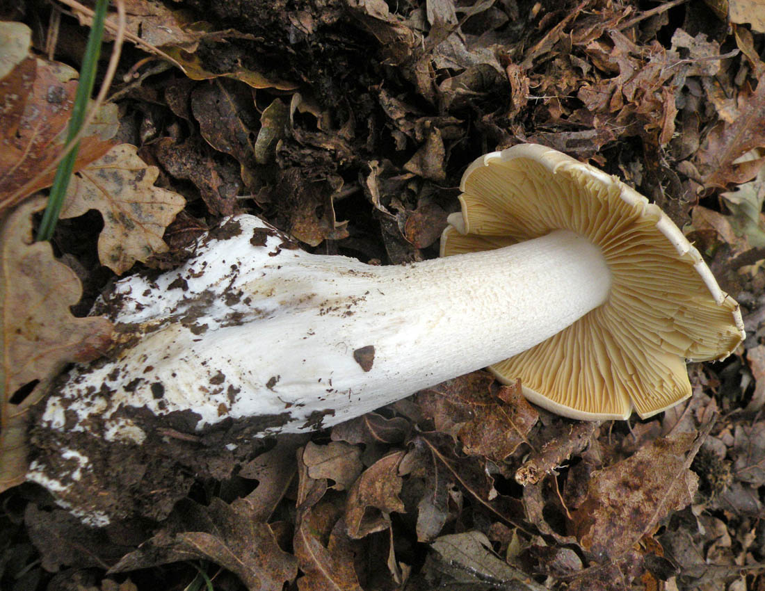 Nei boschi di Ulderico